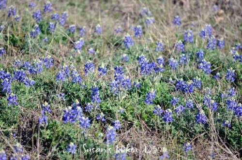 Bluebonnets along the side of the road in Gonzales.