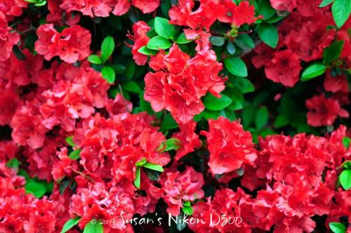 newest-6044-sfa-red-azaleas