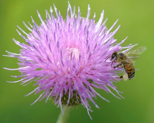 Thistle pollen covers the bee.