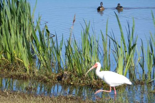An ibis enjoys the water along the shore. (Nikon S6200)