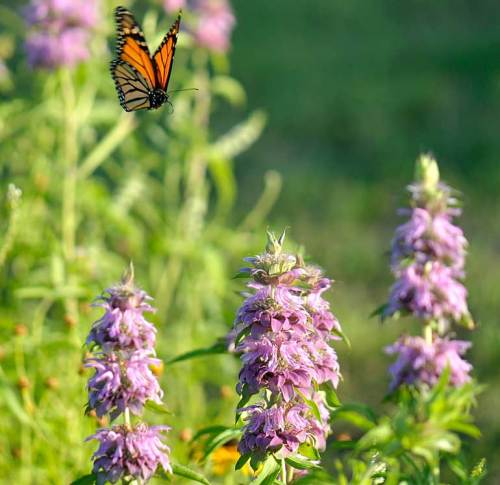 A monarch looks for the perfect horsemint to land on.