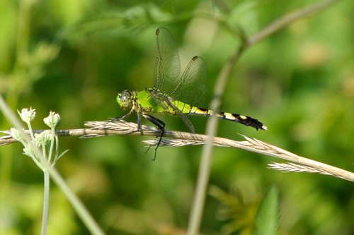 A green dragonfly tries to blend in with his surroundings.