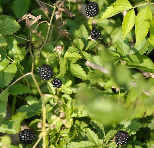 Plump blackberries