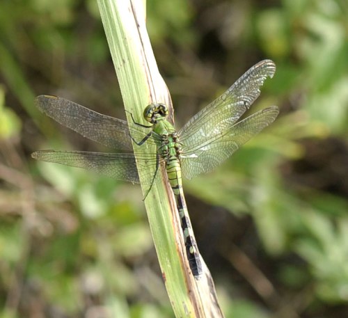 A dragonfly blends in with the scenery at Imperial Park.