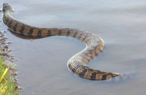 A probable water moccasin is scary in a nearby lake.