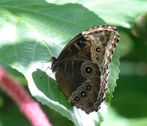 The underside of the blue morpho is stunning.