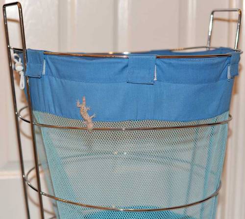 This mediterranean house gecko is a freeloader on our clothes hamper.