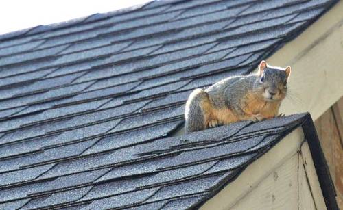 A grumpy squirrel on our roof refused to back down.