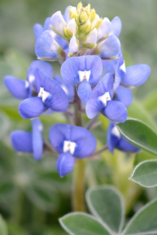 Now that I've seen the first bluebonnet, Texas’ state flower, I know that it’s spring.