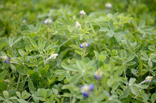 In another week, these bluebonnets will be pretty big.