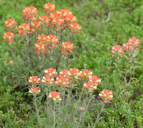 There are three distinct kinds of paintbrush growing.