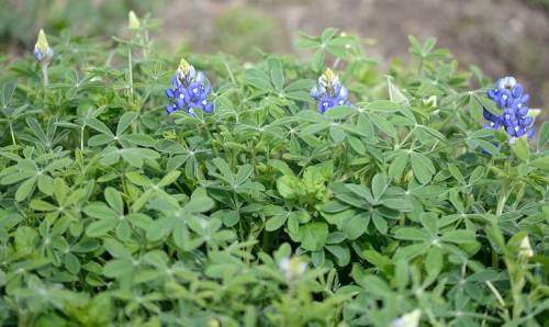 These first bluebonnets have company now!