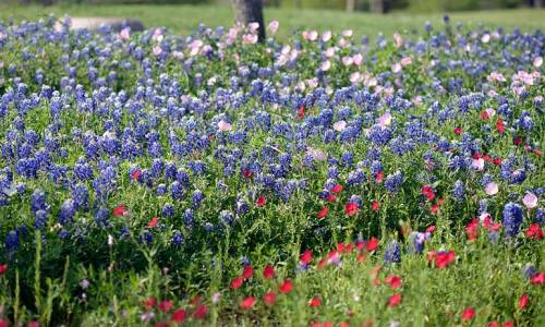 This is the patch where the first bluebonnet bloomed.