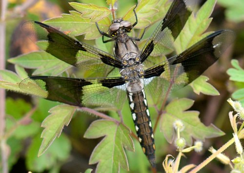 A pennant dragonfly poses.