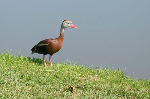 A whistling duck
