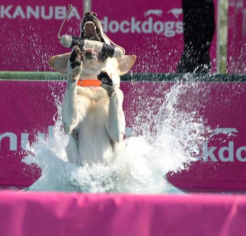 . . . down! (Last Saturday’s DockDogs competition in Pearland)
