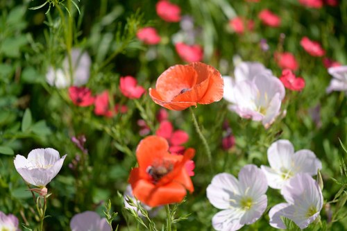 The poppies mingle with the pink evening primrose and the red phlox.