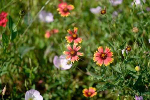 Indian blankets mix with pink evening primrose.